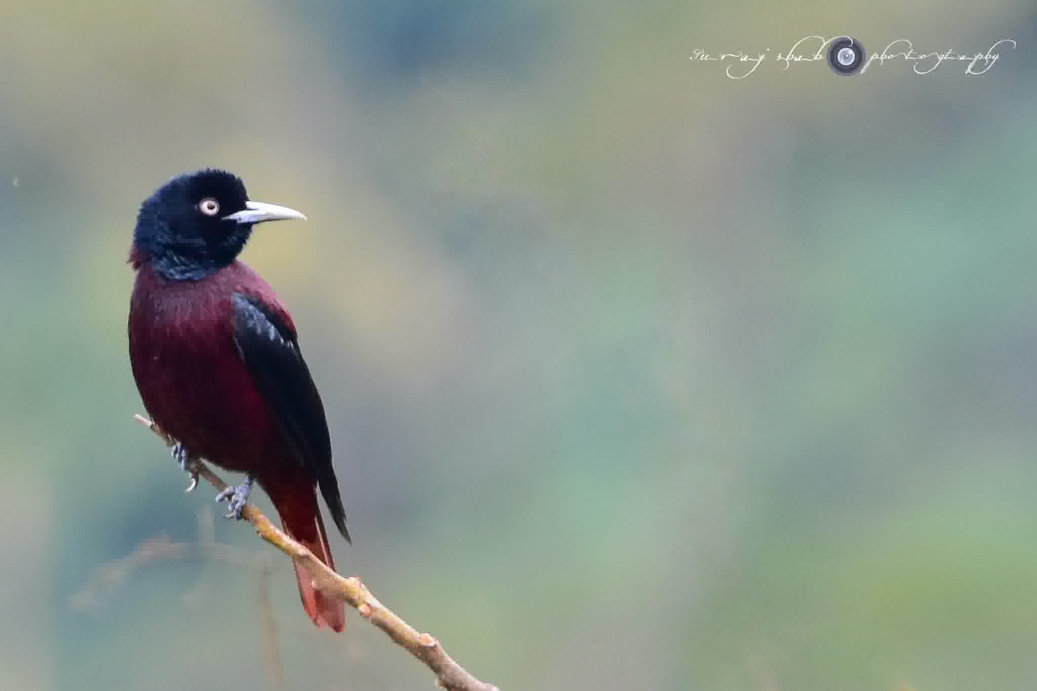 Maroon Oriole